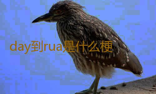 day到rua是什么梗